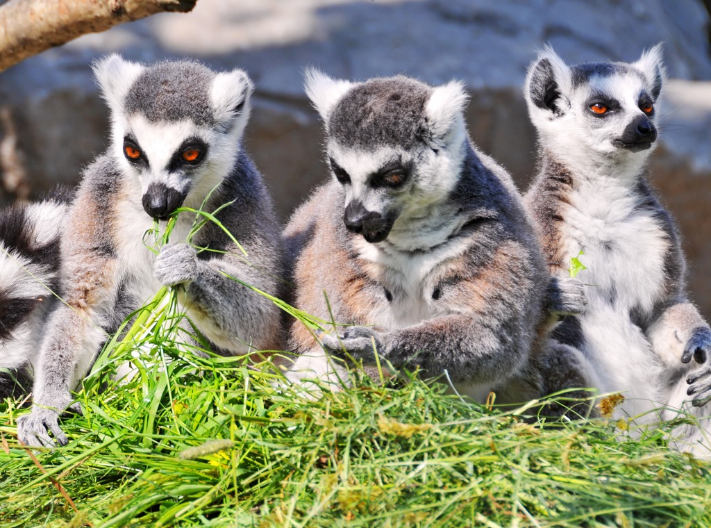 Three Cute Lemurs Eating jigsaw puzzle in Animals puzzles on TheJigsawPuzzles.com